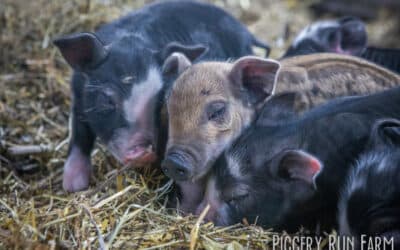 Is it time for new fall piglets yet?